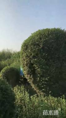 冠幅80厘米小叶女贞球