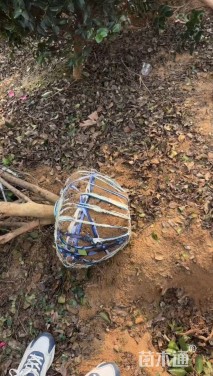 冠幅350厘米茶梅球