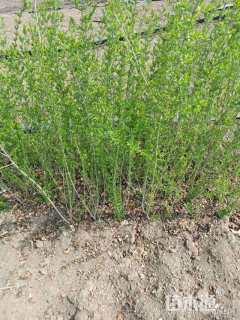 高度50厘米水蜡