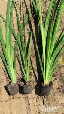 高度15厘米黄菖蒲