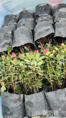 高度25厘米杜鹃