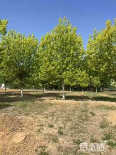 12公分金叶复叶槭