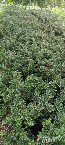 高度25厘米米兰