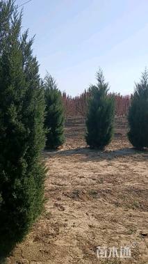 高度300厘米蜀桧