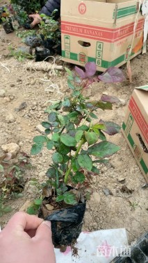 高度40厘米卡罗拉月季