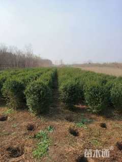 冠幅60厘米小叶女贞球