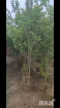 高度250厘米果石榴