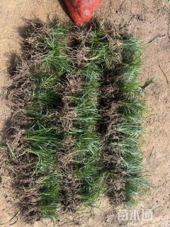 高度5厘米矮小沿阶草