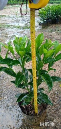 非洲茉莉