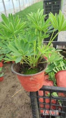 高度25厘米羽扇豆