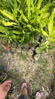 1.5公分澳洲坚果