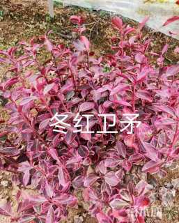 高度100厘米火焰卫矛