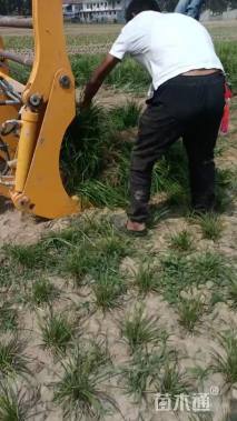 高度16厘米麦冬