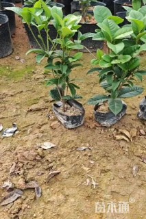 高度30厘米四季桂小苗