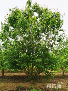 高度300厘米丛生茶条槭