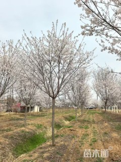 10公分高杆早樱