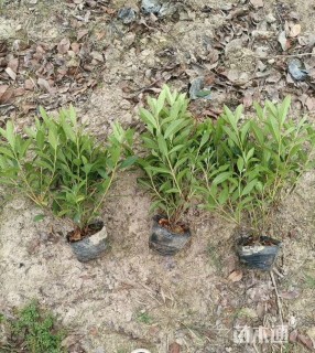 高度35厘米毛鹃小苗