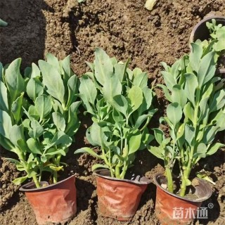 高度40厘米八宝景天