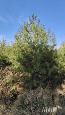 高度300厘米白皮松
