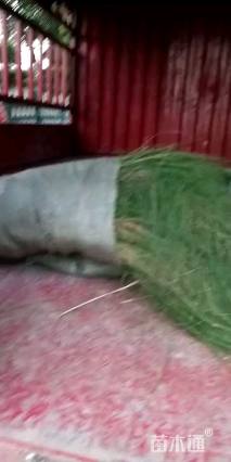 高度44厘米细叶针芒