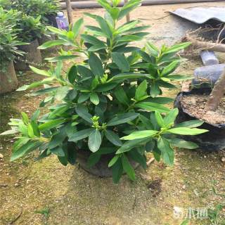 高度30厘米白毛杜鹃