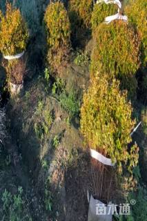 高度30厘米六道木