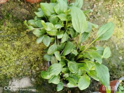 高度3厘米松果菊