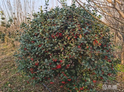 冠幅150厘米无刺枸骨球