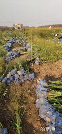 高度100厘米棣棠