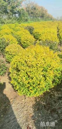 冠幅100厘米金冠女贞球