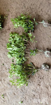 高度40厘米海桐小苗