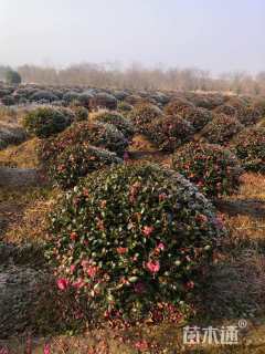 冠幅100厘米茶梅球