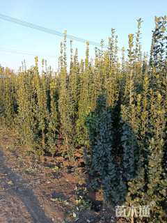 高度140厘米北海道黄杨