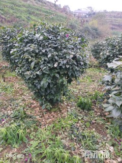 高度120厘米三角梅