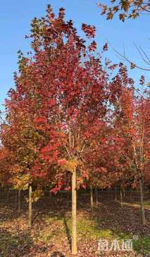 10公分美国红枫