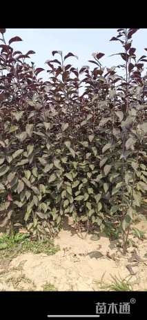 高度60厘米矮樱