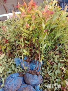 高度35厘米绣线菊球