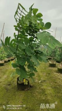 高度30厘米翅荚决明