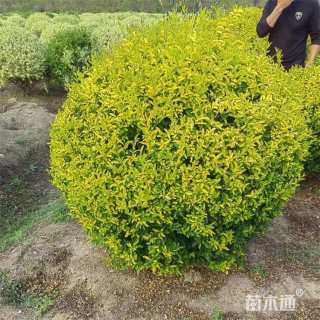 冠幅100厘米金冠女贞球