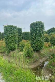 高度200厘米红叶石楠柱