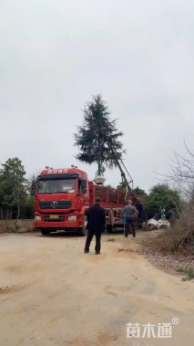 高度300厘米雪松
