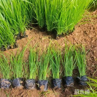 高度30厘米金红羽狼尾草