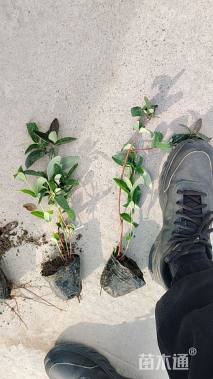 高度40厘米金丝桃