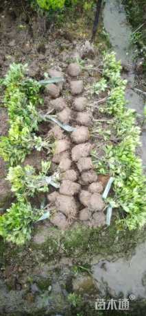 高度20厘米夏鹃小苗