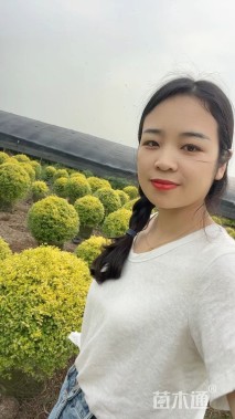 冠幅80厘米亮晶女贞球