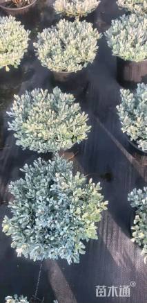 高度25厘米芙蓉菊