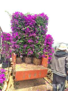 高度200厘米三角梅