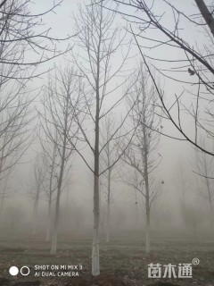 北美鹅掌楸
