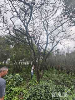 80公分柿树