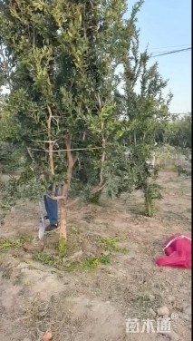 高度200厘米石榴